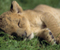 Baby Lion Cub 01
