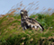 Ювенальна білоголовий орлан