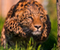 Jaguar Jump Grass Cat Big