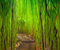 Sagano Bamboo Forest Japan 01