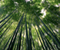 Sagano Bamboo Forest Japan 02