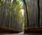 Sagano Bamboo Forest Japan 04