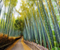 Sagano Bamboo Forest Japan 05