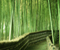 Sagano Bamboo Forest Japan 06