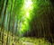 Sagano Bamboo Forest Japan 08