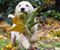 Собаки і листя