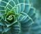 Roślina Spiral