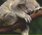 Koala tidur 01