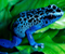 Blue Frog On Leaf