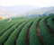Tea Plantation In Chiang Rai