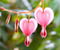 Pink Heart Flowers