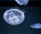 Samudera Jellyfish