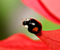 Черно Ladybug