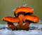 jamur merah 2