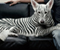 Zebra Keçeler Köpek