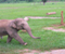 Elephant Nature Park 2012