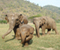 Elephant Team Trio Thailand