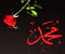 rožė arabų