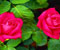 розова роза