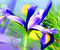 ungu bunga 1