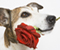 Lover Dog With Red Rose
