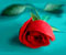 indah mawar merah 1