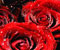 червена роза