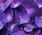 Purple hortenzijas