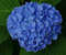 Zils hortenzijas