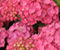 Rozā hortenzijas