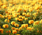 Sarı Marigolds