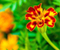 Оцветен Marigold