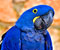 papagall blu