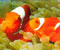 1 oranžinės žuvys