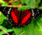 červený motýľ