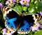 drugelis mėlyna