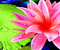 merah jambu lily 1