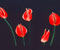 tulips kuqe