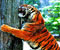 дикого тигра