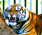 nahnevaný tiger