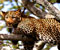 Puma di atas pokok