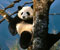 ağacı panda