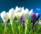 białych tulipanów
