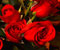 Sarkana roze 1