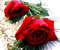 червоні троянди