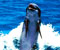 roztomilý delfín