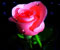 rozā rožu 2