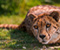 Cheetah Berbaring