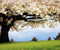 Tavaszi Cherry Tree