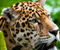 Jaguar The Cat Besar